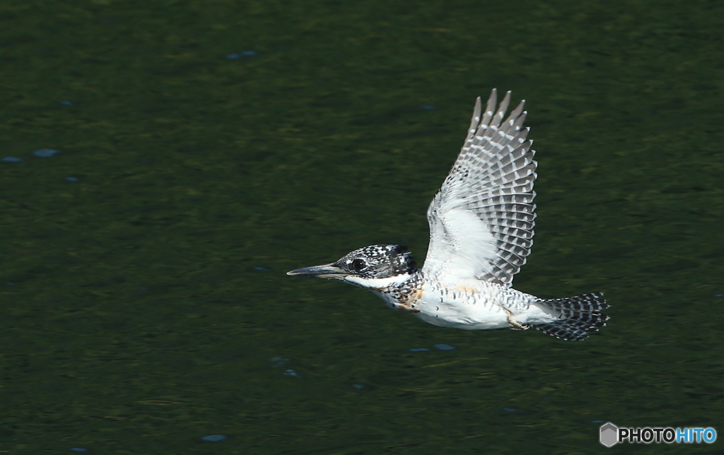 近距離を通過するヤマちゃん