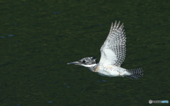 近距離を通過するヤマちゃん
