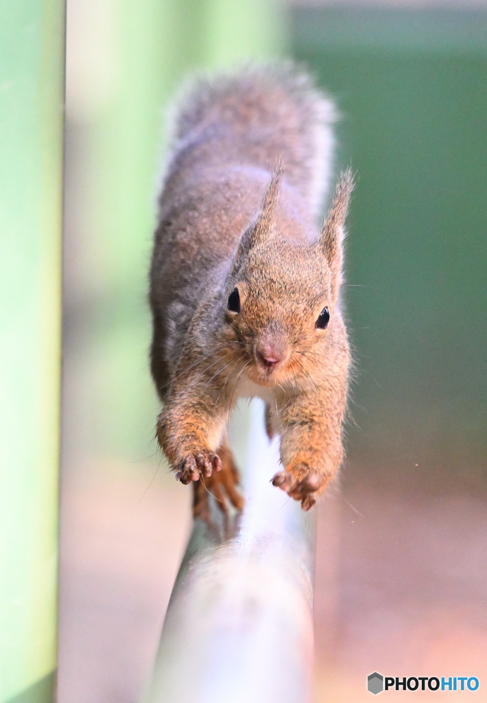迫りくるリスどん