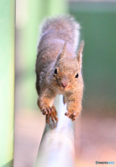 迫りくるリスどん