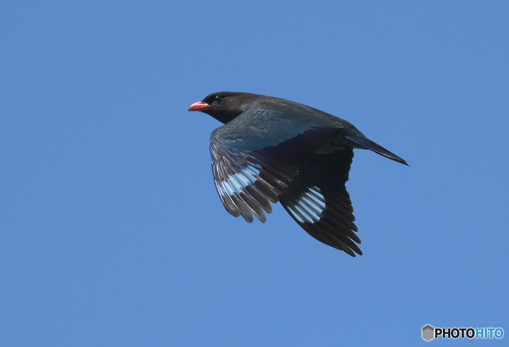 在庫のブッポウソウ②