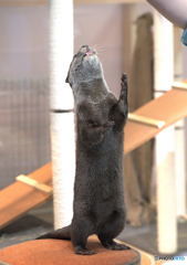 早くちょうだい！