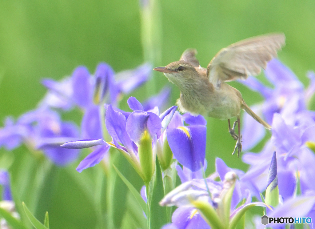 オクラレルカにオオヨシキリ②