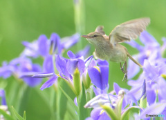 オクラレルカにオオヨシキリ②