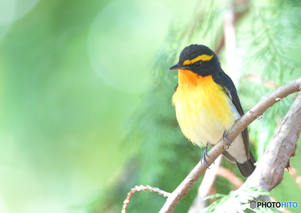 在庫のキビタキ君