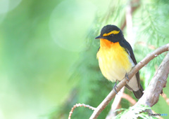 在庫のキビタキ君