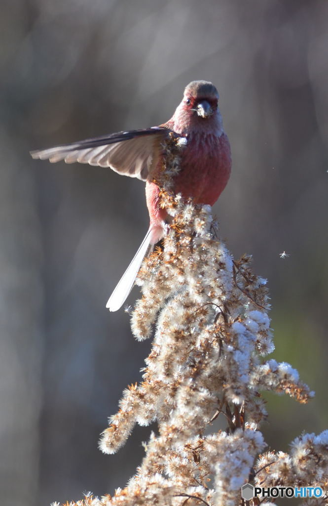 紅の鳥