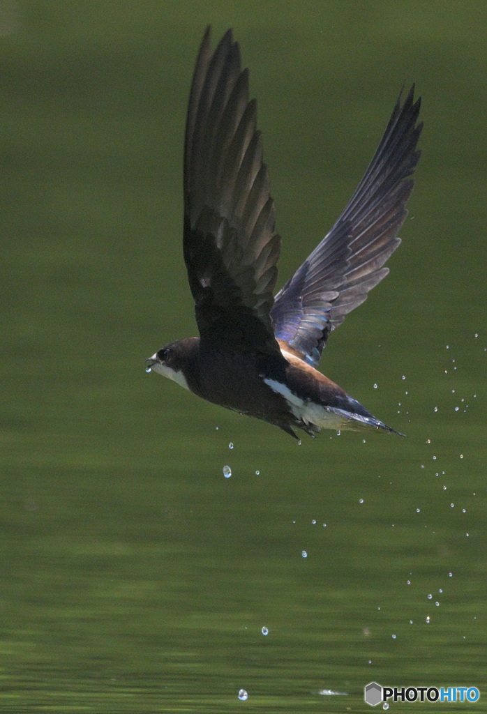 ハリオアマツバメ2022⑰