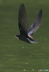 ハリオアマツバメ2022⑰