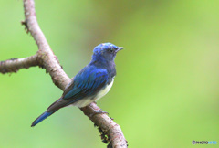 7月のオオルリくん⑧