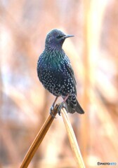 在庫のホシムクドリ②