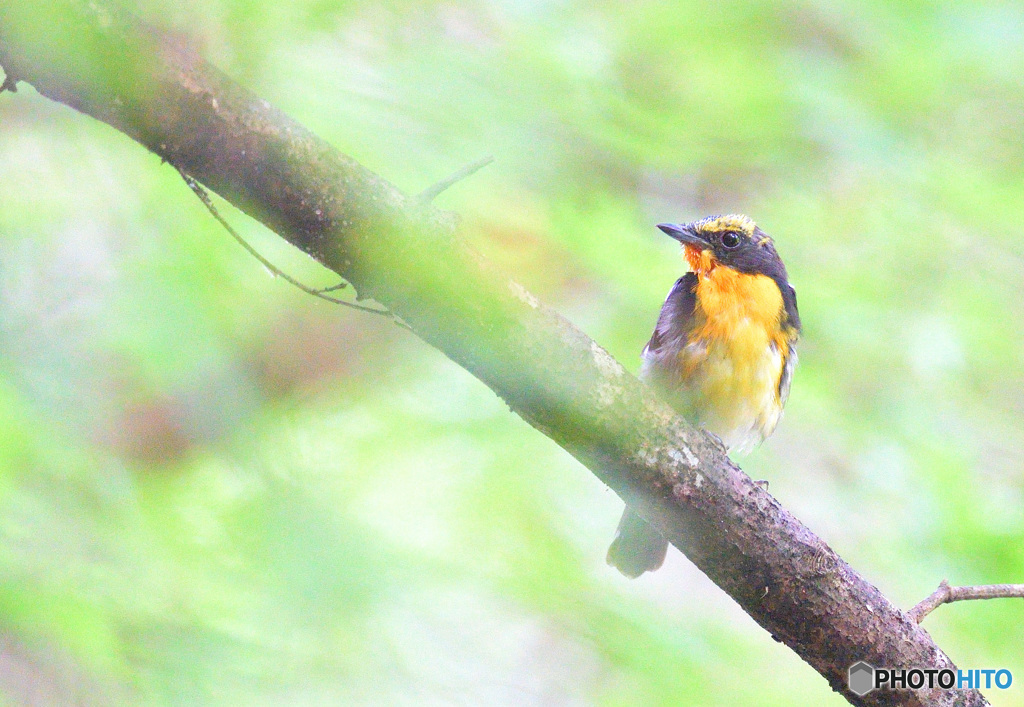 7月のキビタキくん