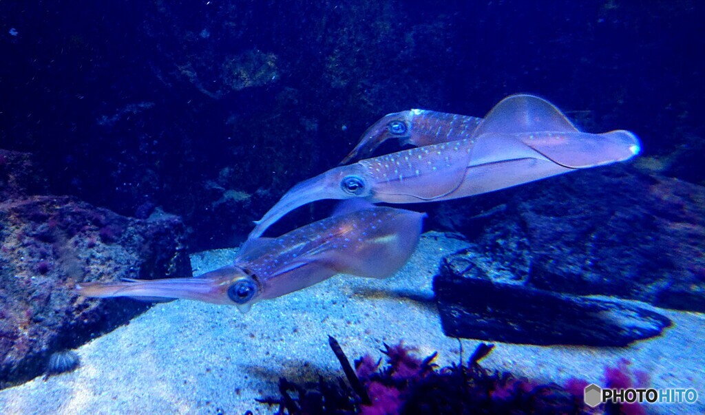 アオリイカのジェットストリームアタック