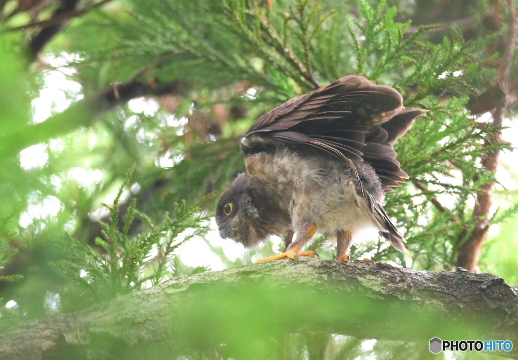 アオバズクの幼鳥
