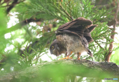 アオバズクの幼鳥