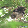 アオバズクの幼鳥