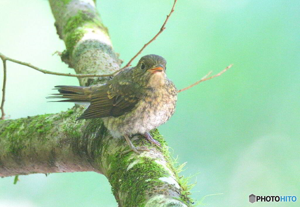 オオルリ若♀②