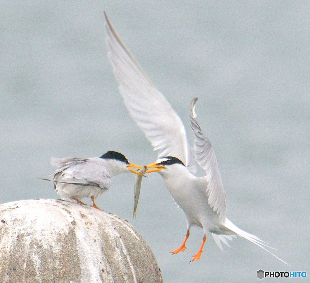 コアジサシのカップルⅡ
