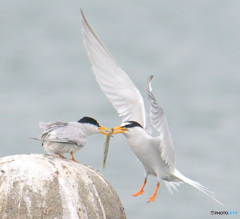 コアジサシのカップルⅡ