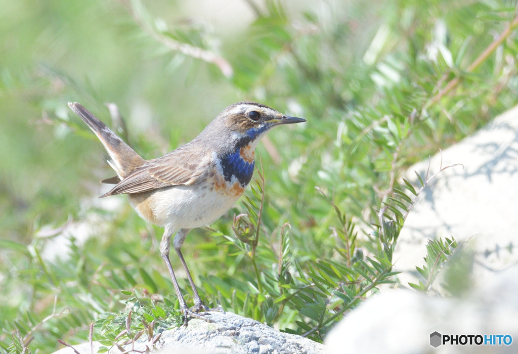 オガワコマドリ2021