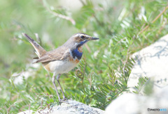 オガワコマドリ2021