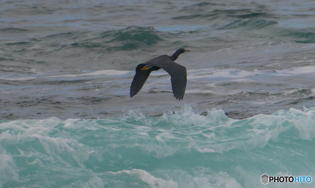 波間を行くクロサギ