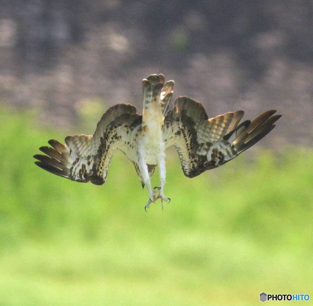 ダーウィンポーズ一歩前