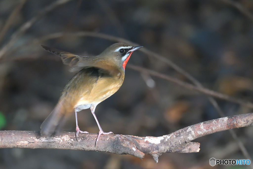 元気なノゴマくん③