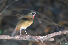 元気なノゴマくん③