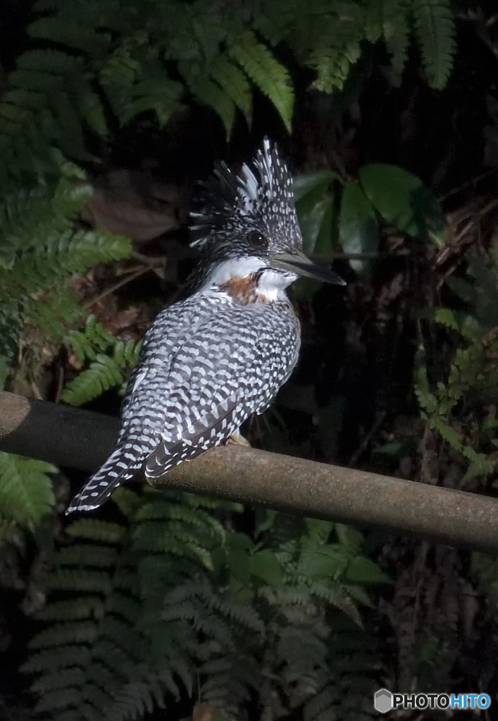 ヤマセミさんのポートレート