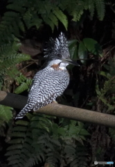 ヤマセミさんのポートレート