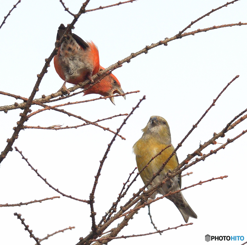 イスカの語らい