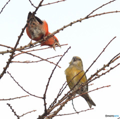 イスカの語らい