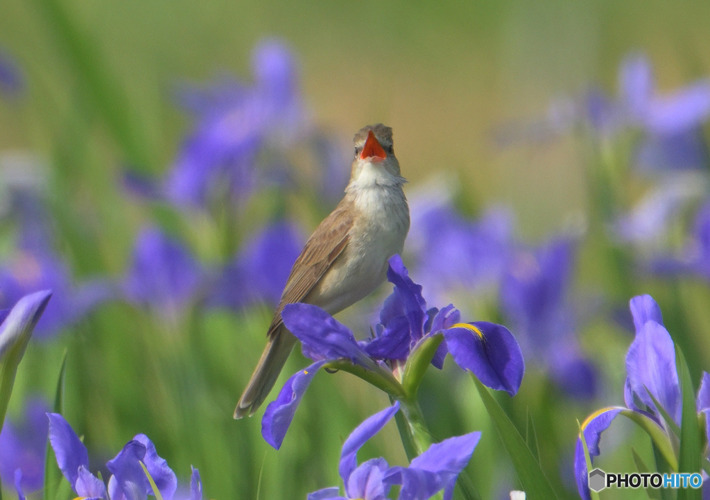 オクラレルカにオオヨシキリ㉓