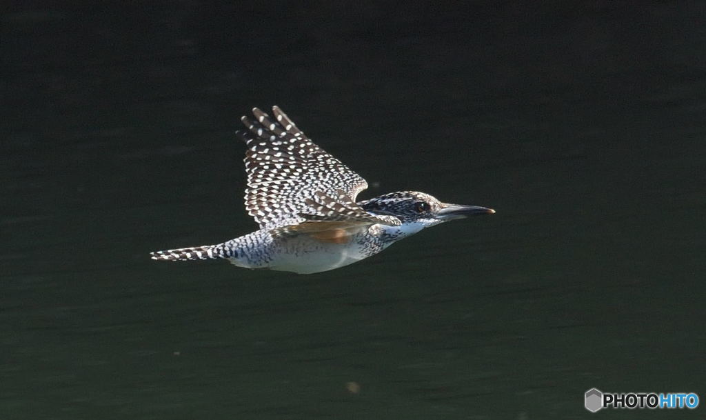 本日のヤマセミ♀