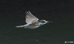 本日のヤマセミ♀