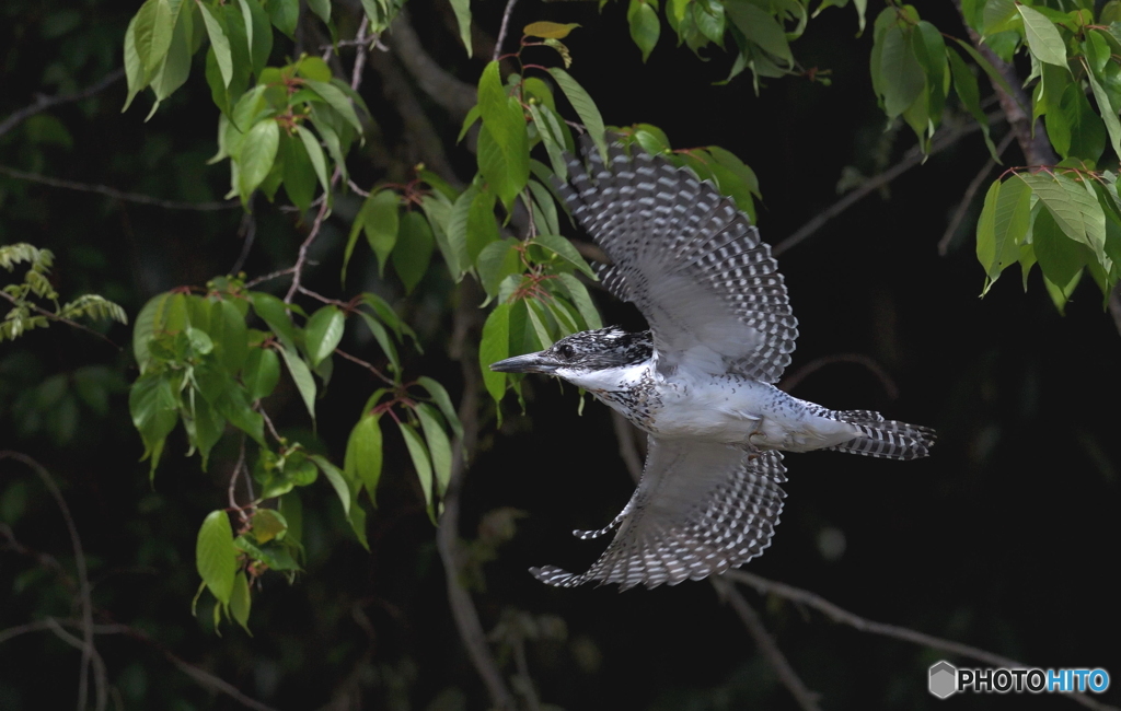 ひらりヤマセミ君