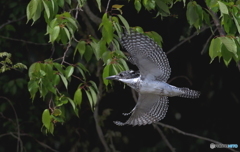 ひらりヤマセミ君