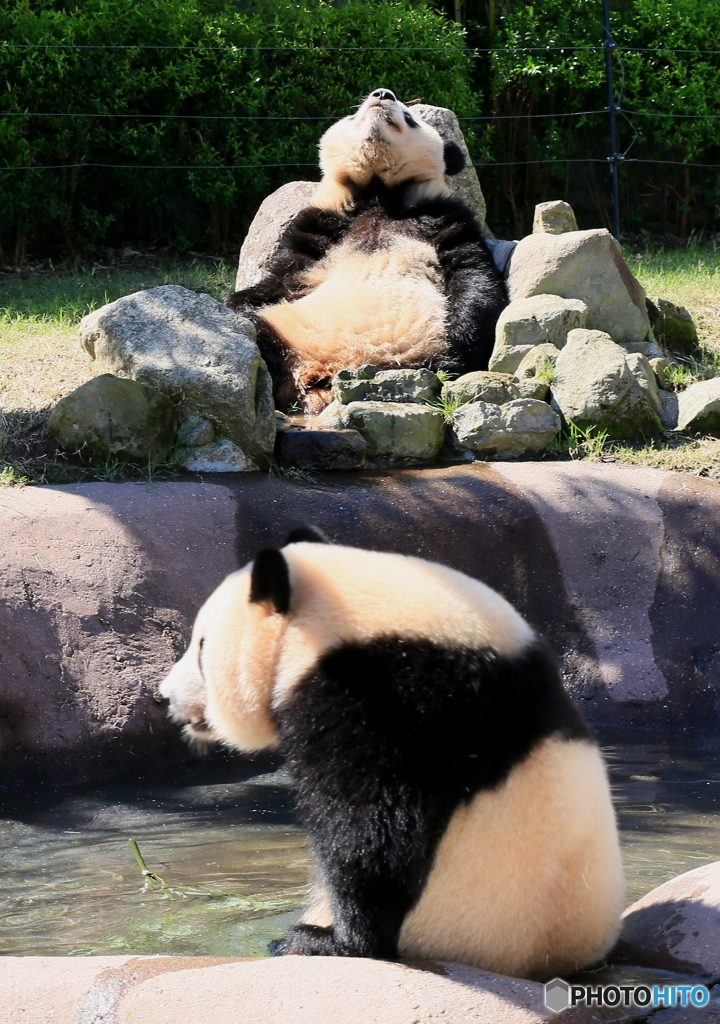 パンダ温泉
