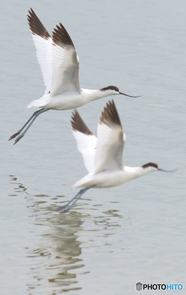 初めてのソリハシセイタカシギ⑯