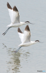 初めてのソリハシセイタカシギ⑯