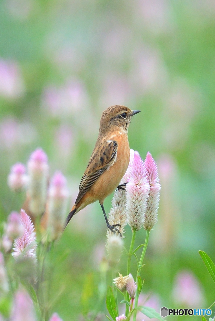 ノゲイトウにノビタキⅢ