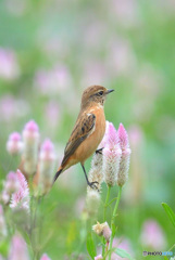 ノゲイトウにノビタキⅢ