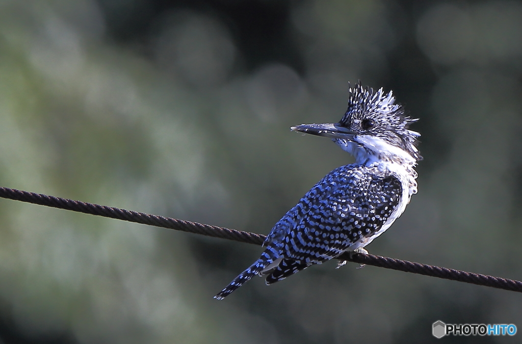 たそがれヤマちゃん