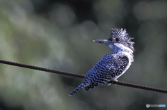 たそがれヤマちゃん