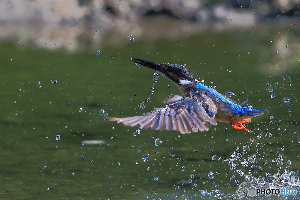 カワちゃんの浮上