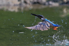 カワちゃんの浮上