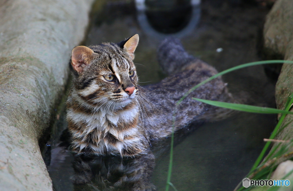 ネコだって水風呂