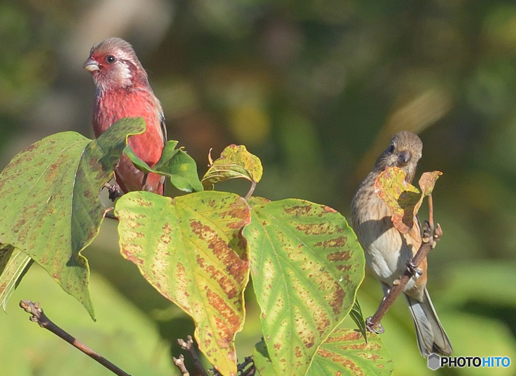 ベニマシコのカップル②