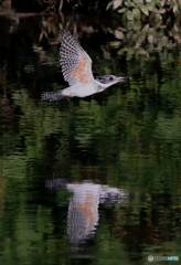 本日の水鏡(20161002）
